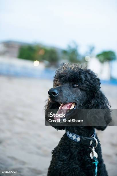 Happy Dog On The Beach Stock Photo - Download Image Now - Animal, Animal Body Part, Animal Eye