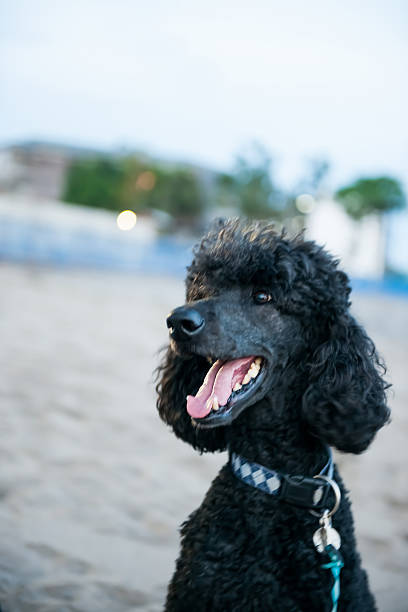 szczęśliwy pies na plaży - standard poodle zdjęcia i obrazy z banku zdjęć