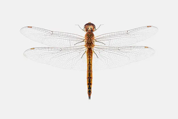 Photo of Dragonfly