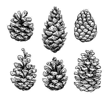 Pine cone set. Botanical hand drawn vector illustration. Isolated xmas pinecones. Engraved collection. Great for greeting cards, backgrounds, holiday decor