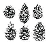Pine cone set. Botanical hand drawn vector illustration. Isolate