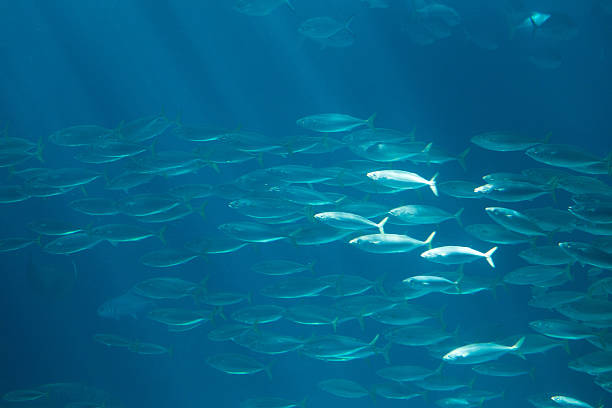 istock fish in oceanarium in blue depth water 614612850