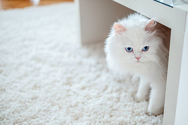 chat blanc sous la table - animal fur domestic cat persian cat photos et images de collection