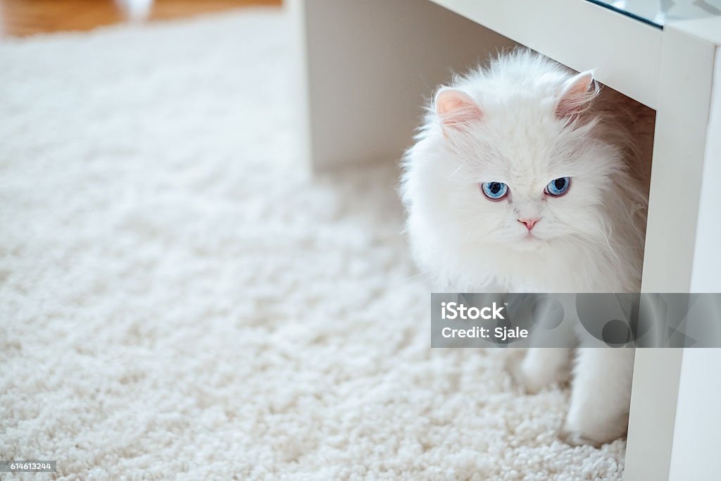 Kucing Putih Di Bawah Meja Foto Stok - Unduh Gambar Sekarang - Warna