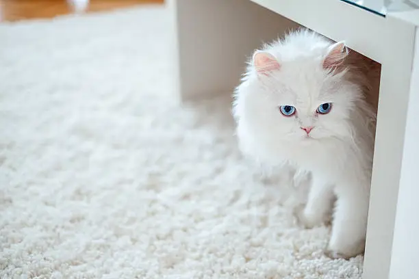 Photo of White cat under the table