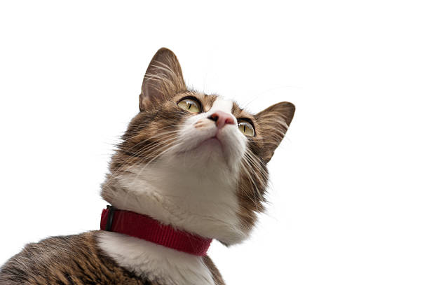 istock Portrait of a gray cat on a light background 614613288