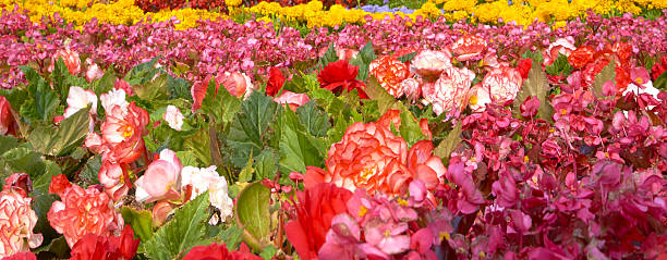 istock Beautiful, summer flowers park. 614614946