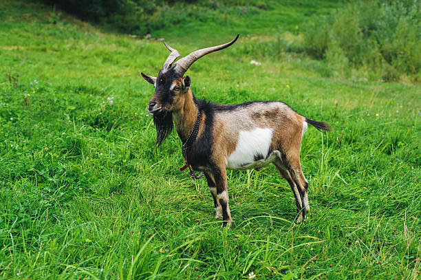 istock Brown goat on the lawn 614615808