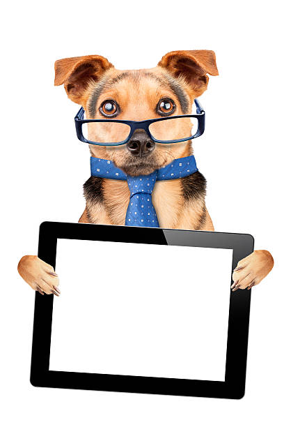 istock Funny Dog glasses tie tablet blank screen isolated 614617240