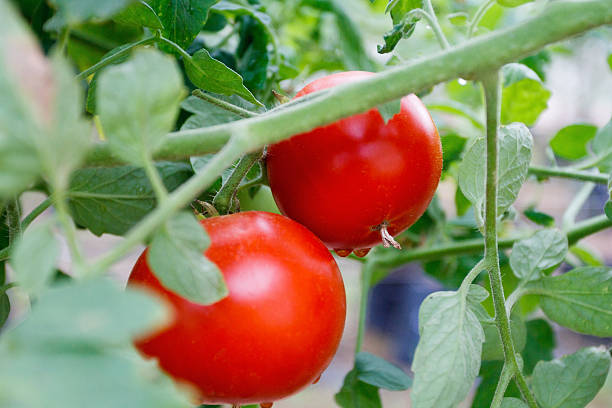 istock organic tomato plant and fruit on a natural background 614618000