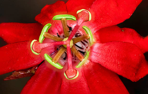 istock Passion Flower from the Top 614618356