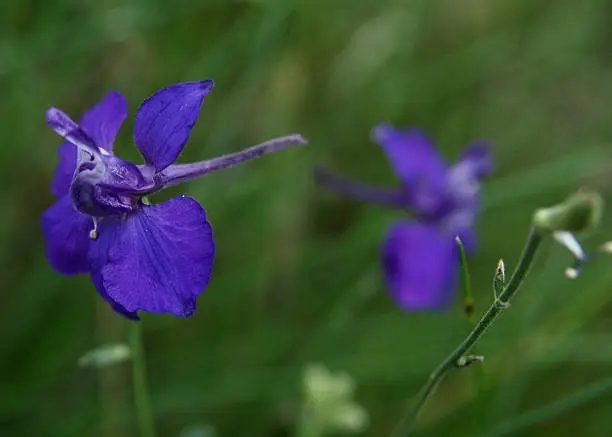A close up of a purple larkspur flower with a green background.