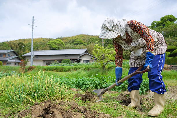 istock Japanese old person doing agricultural work in rural area 614619178