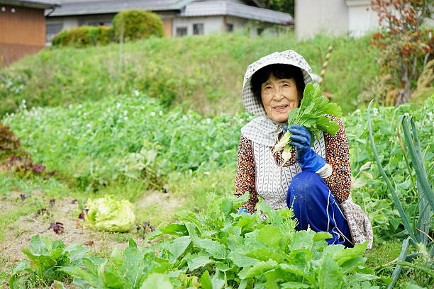 istock Japanese old person doing agricultural work in rural area 614619320