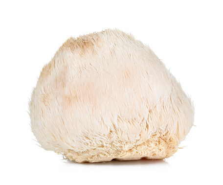 Lion mane mushroom isolated on white background.