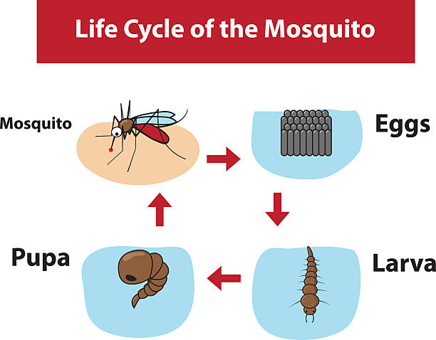 mosquito-life-cycle-diagram