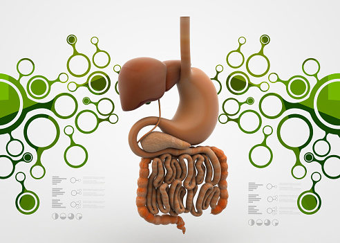 Human digestieve system