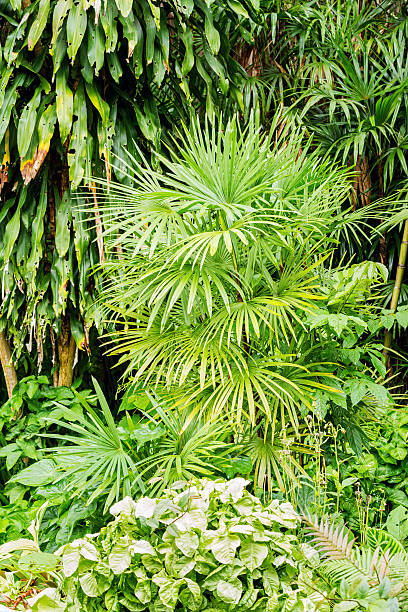 istock Bamboo palm or Lady palm tree in garden 614621488