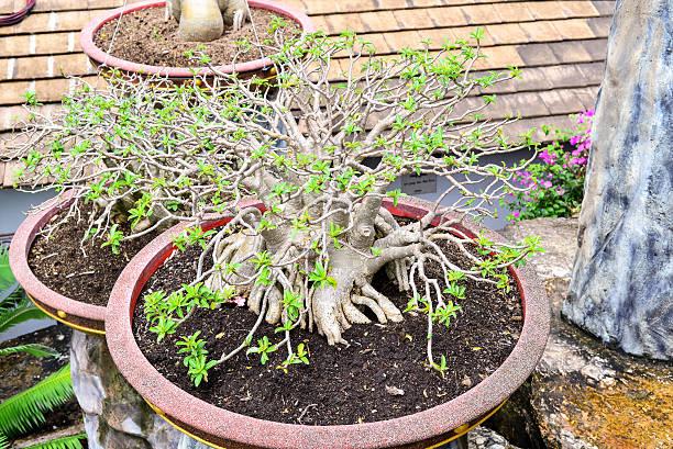 istock Bonsai with flower and leaf in the garden 614622984