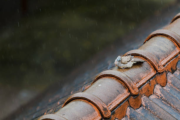 istock Wet Pigeon playing the rain on the old roof. 614624566