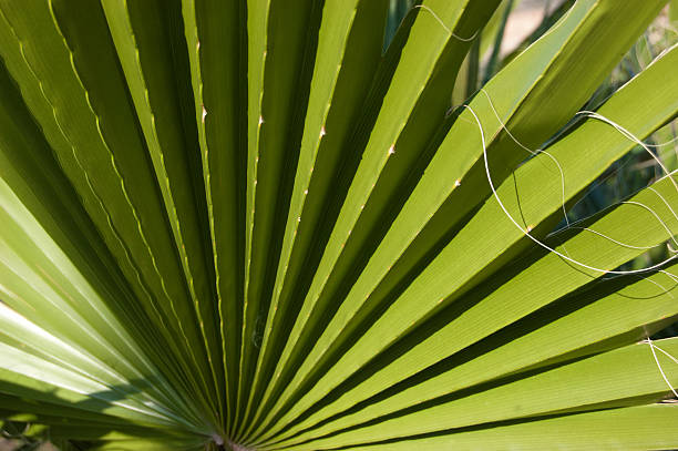 Washingtonia filifera background. Stripped palm leaf with filament