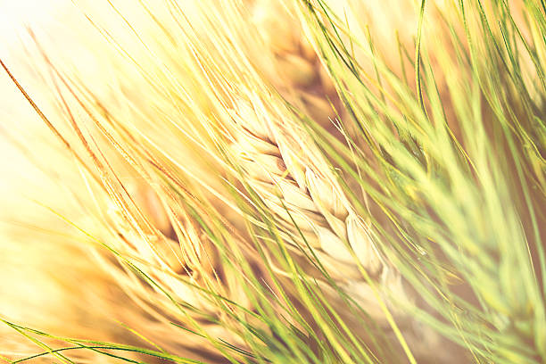 istock Beautiful golden wheat heads against green background 614624730
