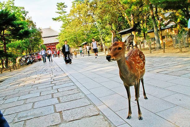 Nara Prefecture, Kansai, Japan - September 24, 2009 - Sika deer stock photo