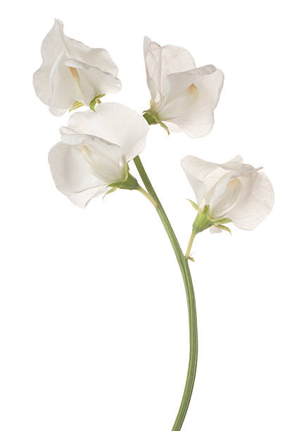 sweet pea stock photo