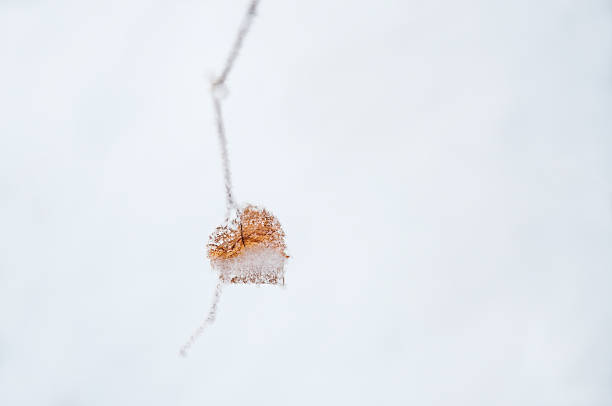 hoarfrost en la hoja en el bosque de invierno. - heart shape snow ice leaf fotografías e imágenes de stock
