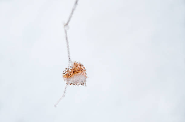 istock Hoarfrost on the leaf in winter forest. 614626508
