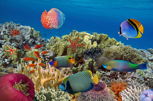 Coral garden with starfish and colorful tropical fish, Red Sea
