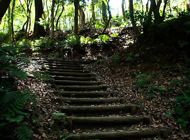 istock Stairway in the forest 614627216