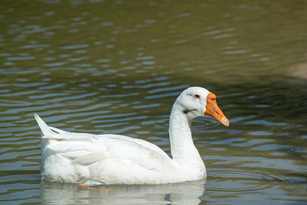 istock Goose in the swamp 614627896