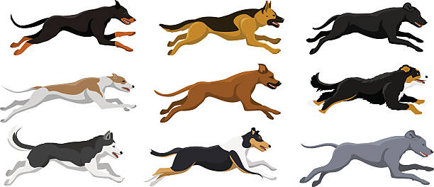 Running dogs vector illustration Running dogs vector illustration, including doberman, labrador, whippet, husky, collie, bernese, weimaraner, rhodesian ridgeback, german shepherd weimaraner dog animal domestic animals stock illustrations