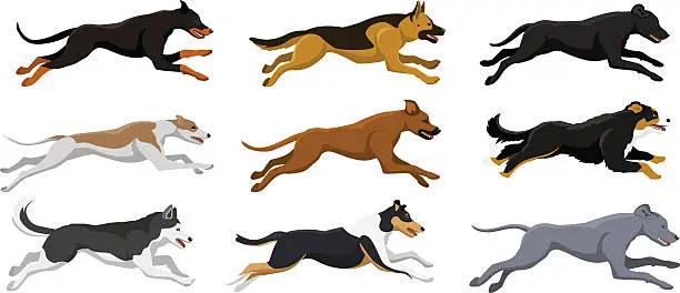 Vector illustration of Running dogs vector illustration