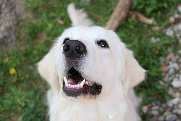 istock Golden retriever waiting for food 614629932