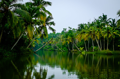 Delicate silhouettes of two majestic palms stand out against an intensely blue sky. The fine contours of the palm leaves impart a tropical feel, while the clear sky adds a serene elegance to the scene. A perfect image capturing the beauty and tranquility of nature