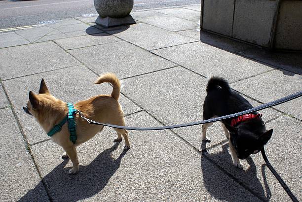 istock Chihuahua dogs on leads 614631642