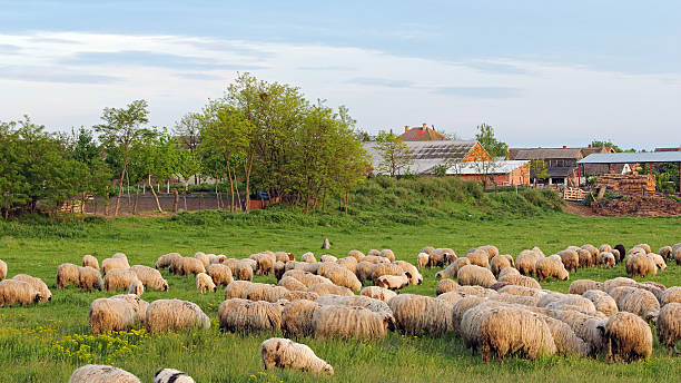 istock Sheep Herd on a Beautiful Green Meadow 614632214
