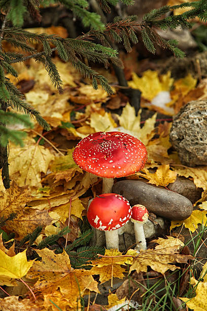 istock Amanitas under fir branches on the background of maple leaves 614635006