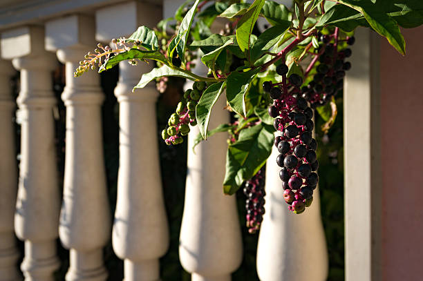 Abstract summer background with pokeberries, pokeweed berries. Phytolacca americana berries on vine with classical white columns on the background