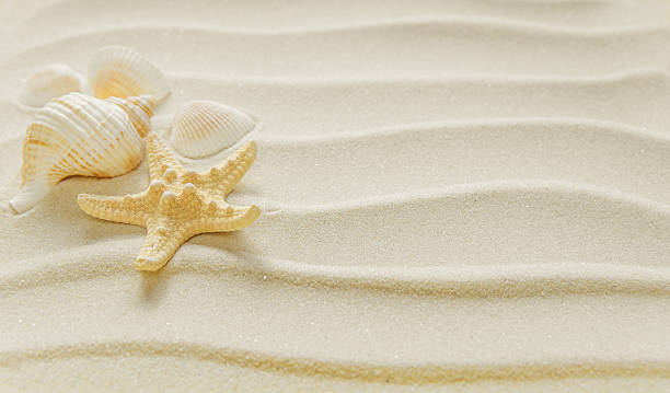 istock Clams and starfishes on thesea sand 614637838