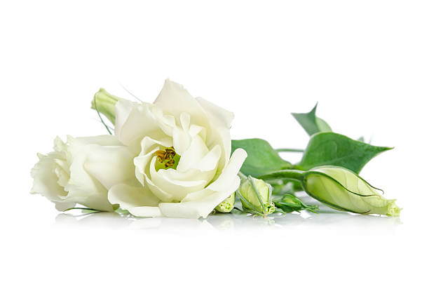 istock Beautiful white eustoma flowers isolated on white background 614638366