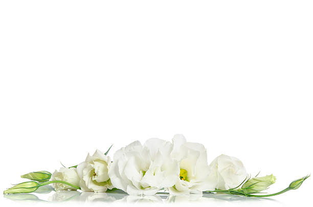 istock Beautiful white eustoma flowers isolated on white background 614638396