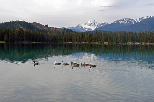 istock Geese on Lac Beauvert in Jasper National Park Alberta Canada 614638932