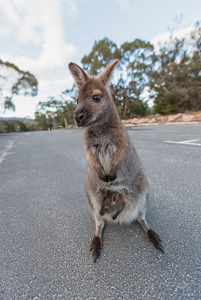 wallaby bennetta z joeyem - wallaby kangaroo joey tasmania zdjęcia i obrazy z banku zdjęć