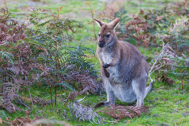 wallaby di bennett tra le felci in tasmania - freycinet national park foto e immagini stock