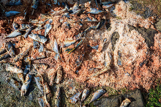 мертвая рыба и корм на берегу - fish catch of fish catching dead animal стоковые фото и изображения