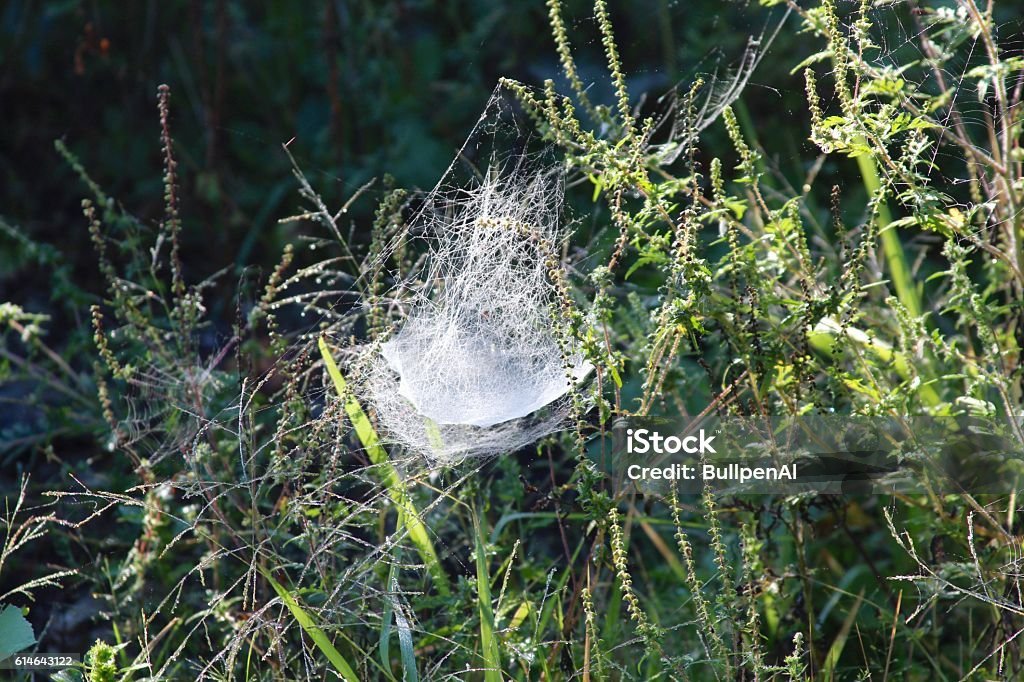 Tangled In The Web Tangled Spider Web Stock Photo - Download Image Now - Close To, Grass ...