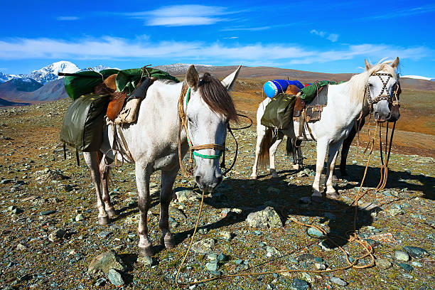 istock White horse with a load on top of the mountain. 614643320